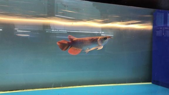 龍魚比賽2024最新消息視頻