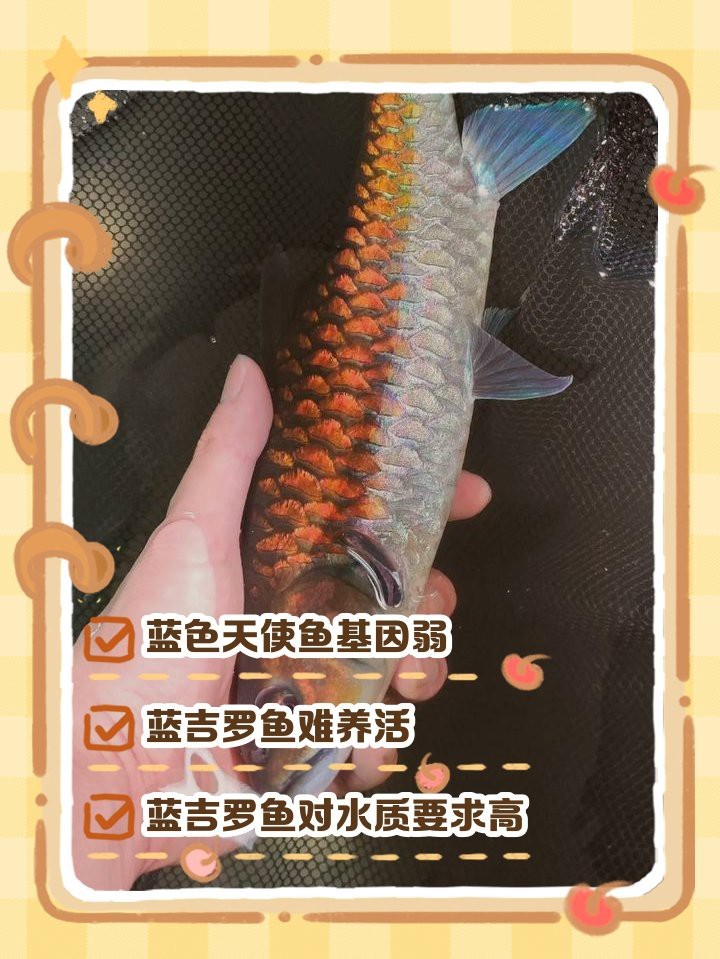 藍(lán)吉羅魚好養(yǎng)嗎 藍(lán)吉羅魚好養(yǎng)嗎 龍魚論壇 第1張