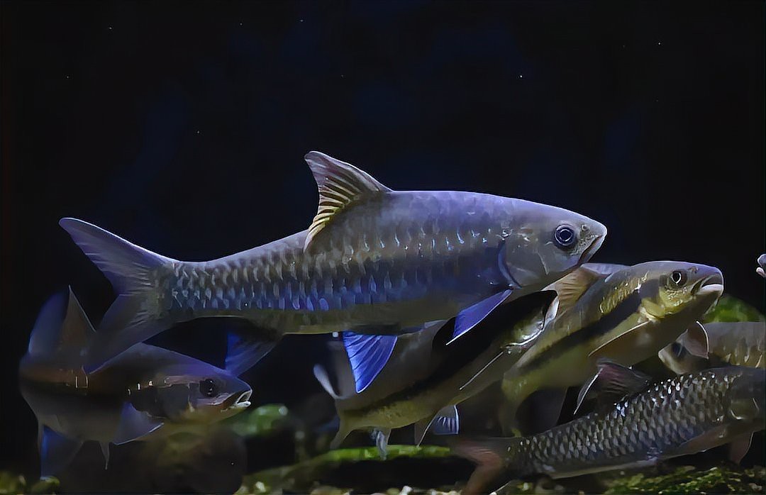 藍(lán)吉羅魚好養(yǎng)嗎 藍(lán)吉羅魚好養(yǎng)嗎 龍魚論壇 第7張