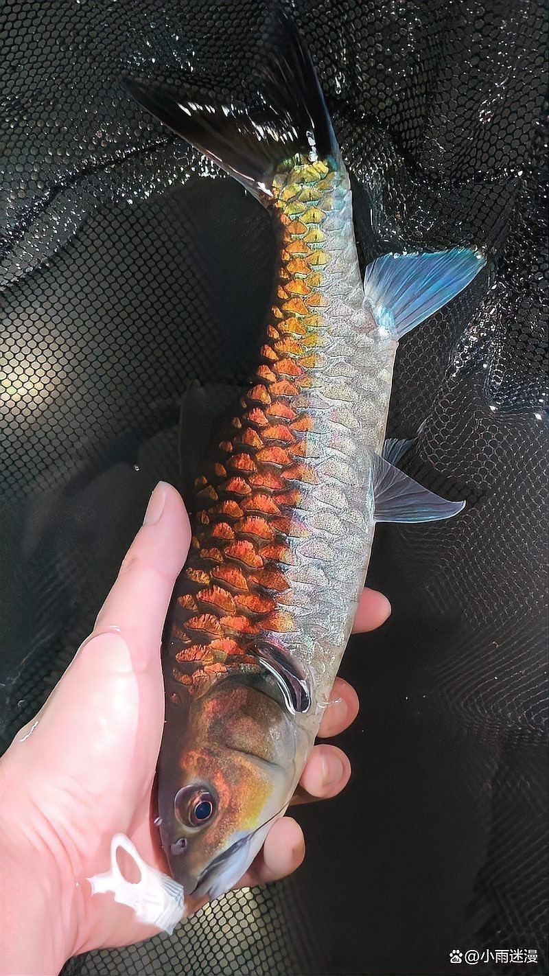 藍(lán)吉羅魚好養(yǎng)嗎 藍(lán)吉羅魚好養(yǎng)嗎 龍魚論壇 第4張