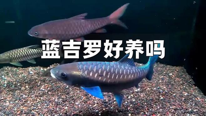 藍(lán)吉羅魚好養(yǎng)嗎 藍(lán)吉羅魚好養(yǎng)嗎 龍魚論壇 第5張
