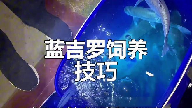 藍(lán)吉羅魚好養(yǎng)嗎 藍(lán)吉羅魚好養(yǎng)嗎 龍魚論壇 第6張