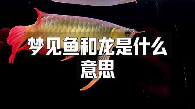 夢見龍魚有哪些不同的解讀？ 夢見龍魚有哪些不同的解讀？ 龍魚論壇 第2張