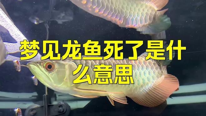 夢見龍魚有哪些不同的解讀？ 夢見龍魚有哪些不同的解讀？ 龍魚論壇 第4張