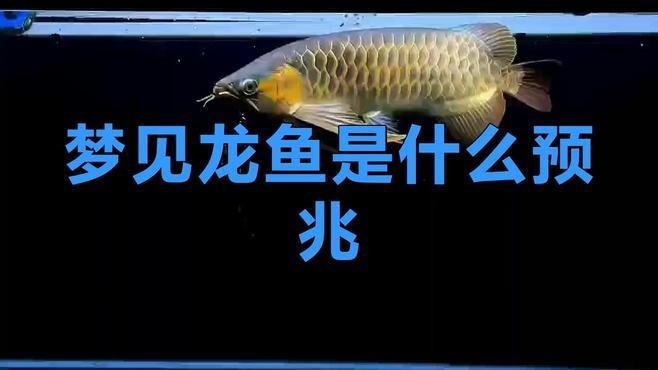 夢見龍魚有哪些不同的解讀？ 夢見龍魚有哪些不同的解讀？ 龍魚論壇 第3張