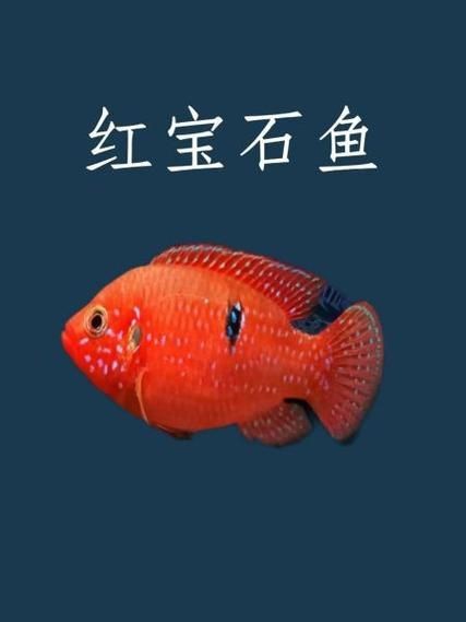 紅色月光魚公母圖片