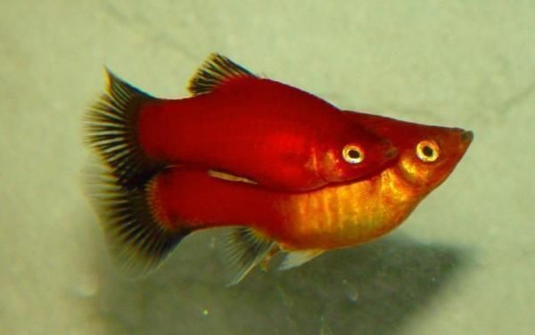 紅色月光魚公母圖片