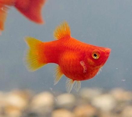 紅色月光魚公母圖片