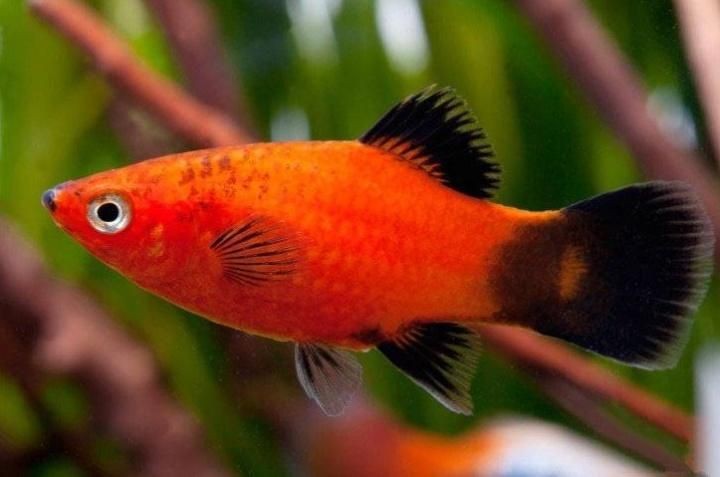 紅色月光魚公母圖片