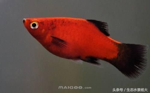 銀龍魚眼睛有白膜會自愈嗎，，銀龍魚眼睛出現白膜會自愈嗎 銀龍魚眼睛有白膜會自愈嗎，，銀龍魚眼睛出現白膜會自愈嗎 龍魚百科 第1張