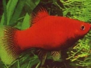 紅色月光魚公母圖片