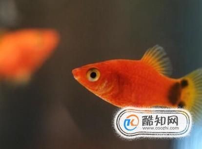 紅色月光魚公母圖片