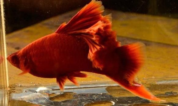 紅色月光魚公母圖片