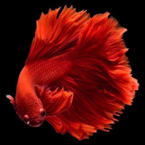 紅色月光魚公母圖片