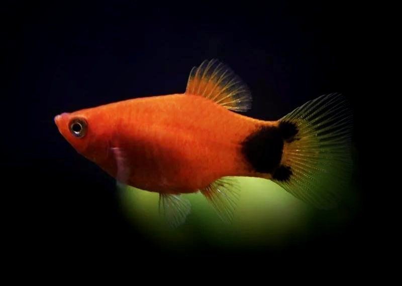 紅色月光魚公母圖片