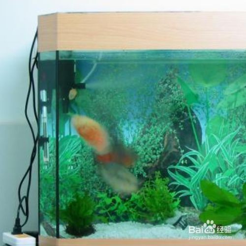 魚缸里的水渾濁怎么辦加什么變清（魚缸水渾濁怎么辦加什么變清）