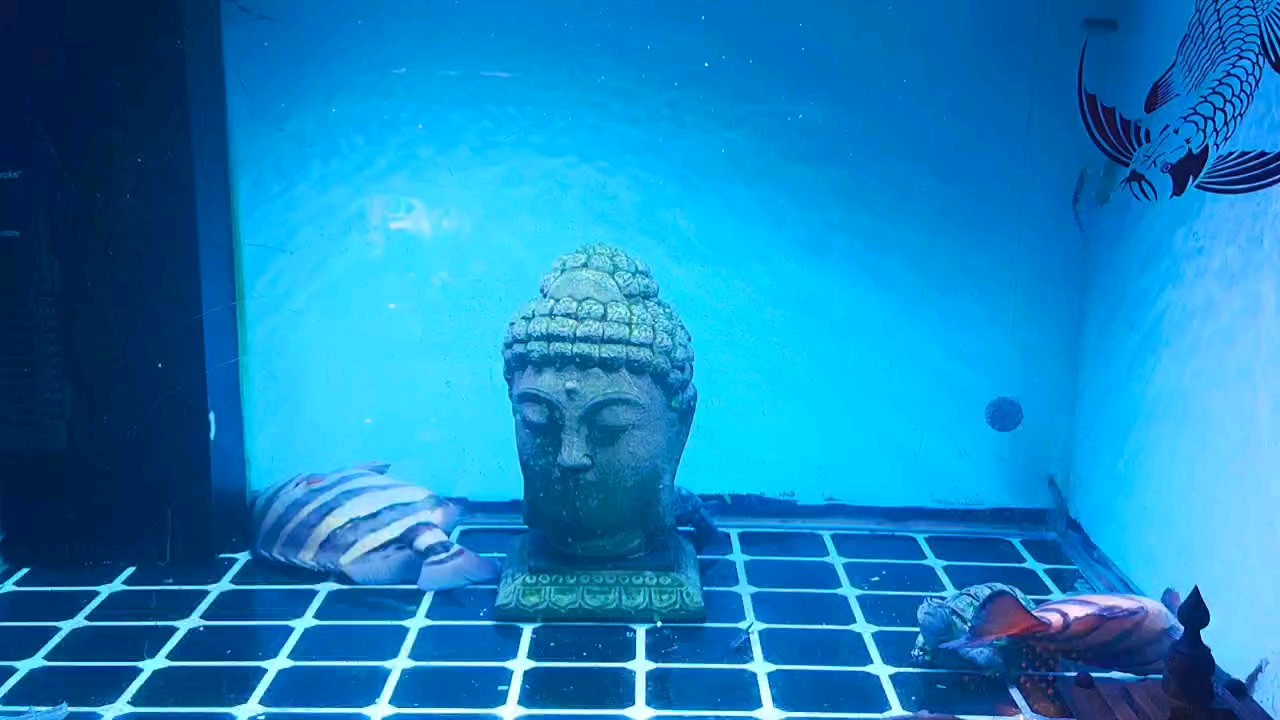 魚死了，心態(tài)要好……