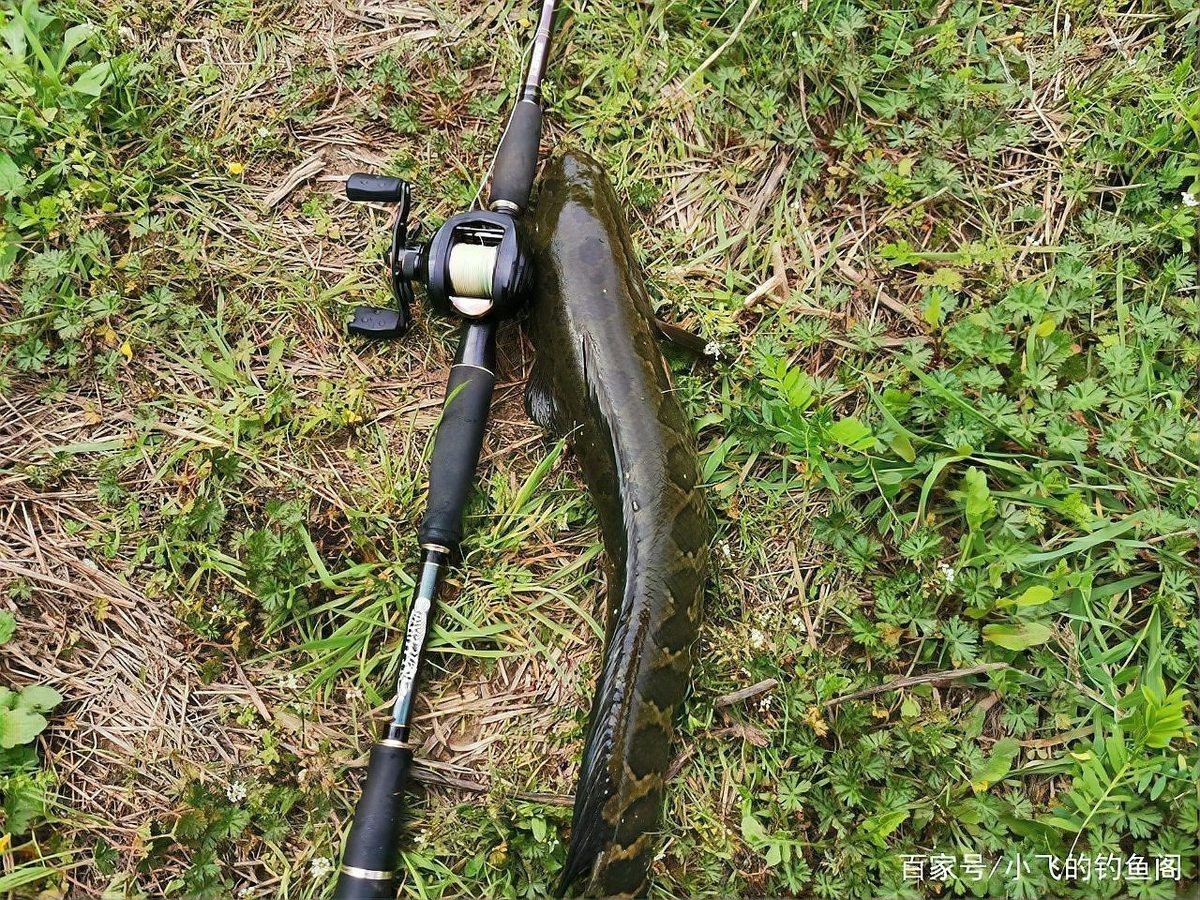 廣東雷龍魚的最佳垂釣季節 廣東雷龍魚的最佳垂釣季節 龍魚論壇 第1張
