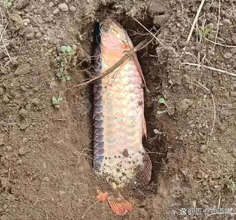 鴻京龍宮紅龍魚怎么樣
