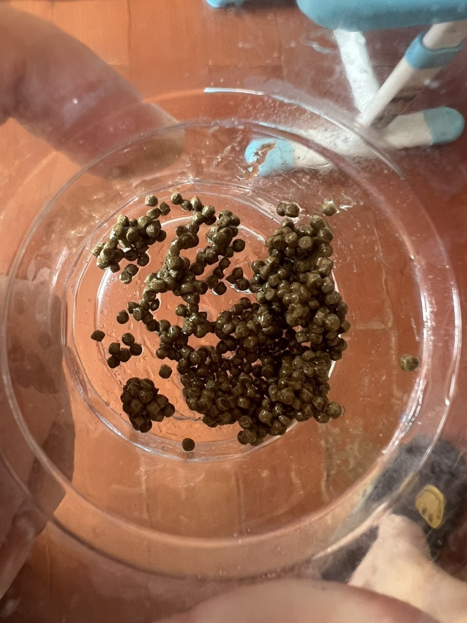 錦鯉伙食飯 錦鯉伙食飯 龍魚論壇 第4張