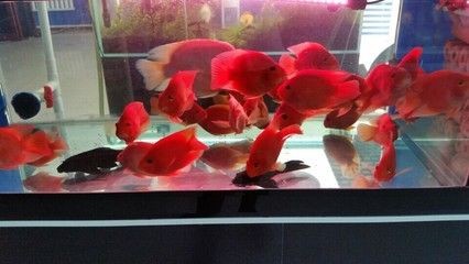 龍魚(yú)跳缸后會(huì)不會(huì)死