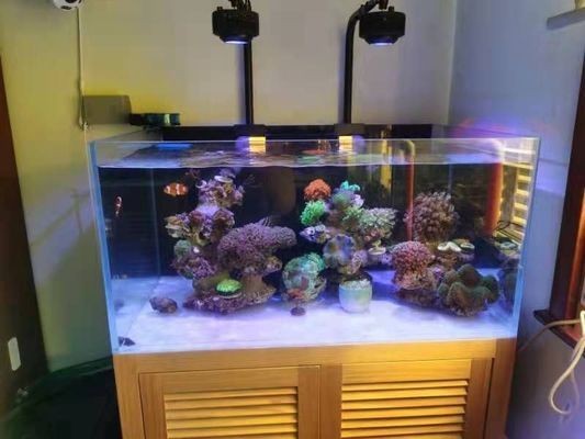 高級魚缸價格多少：智能魚缸品牌對比評測,高端魚缸材質選擇技巧