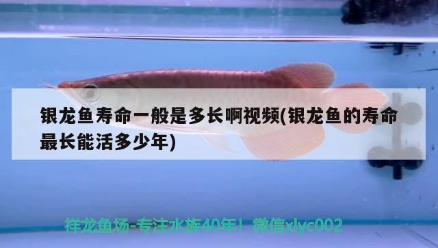 銀龍魚壽命一般是多長啊視頻(銀龍魚的壽命最長能活多少年)