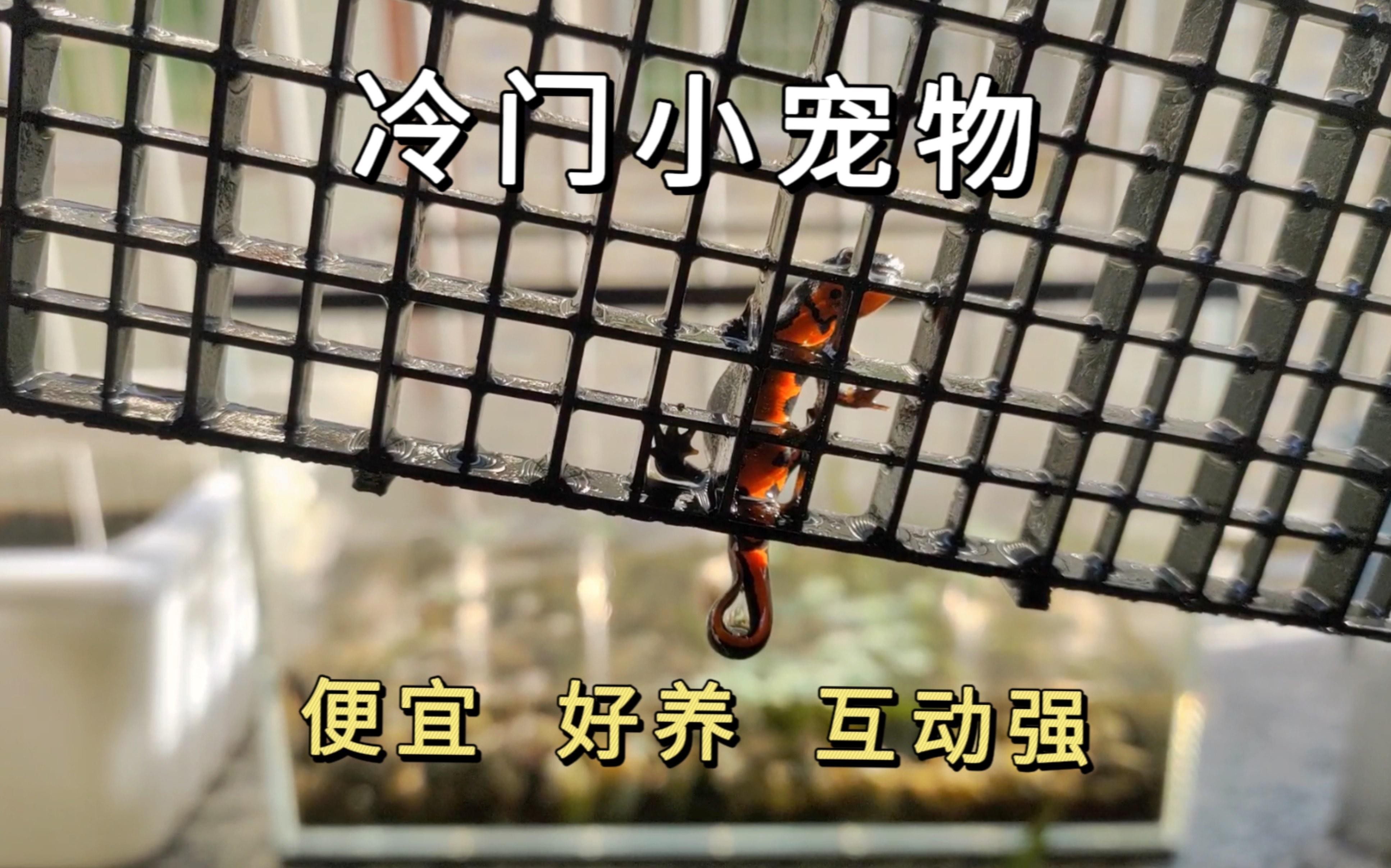 小火龍魚換水后多久喂食 小火龍魚換水后多久喂食 龍魚百科 第1張