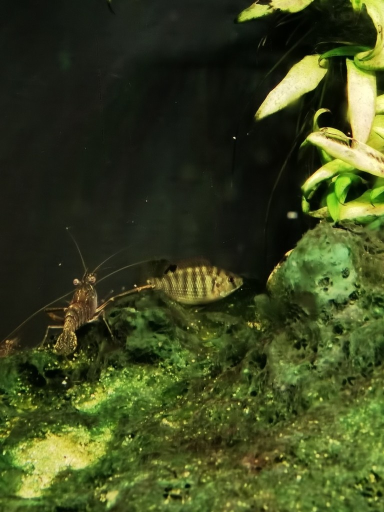 河里抓的 河里抓的 龍魚論壇 第1張