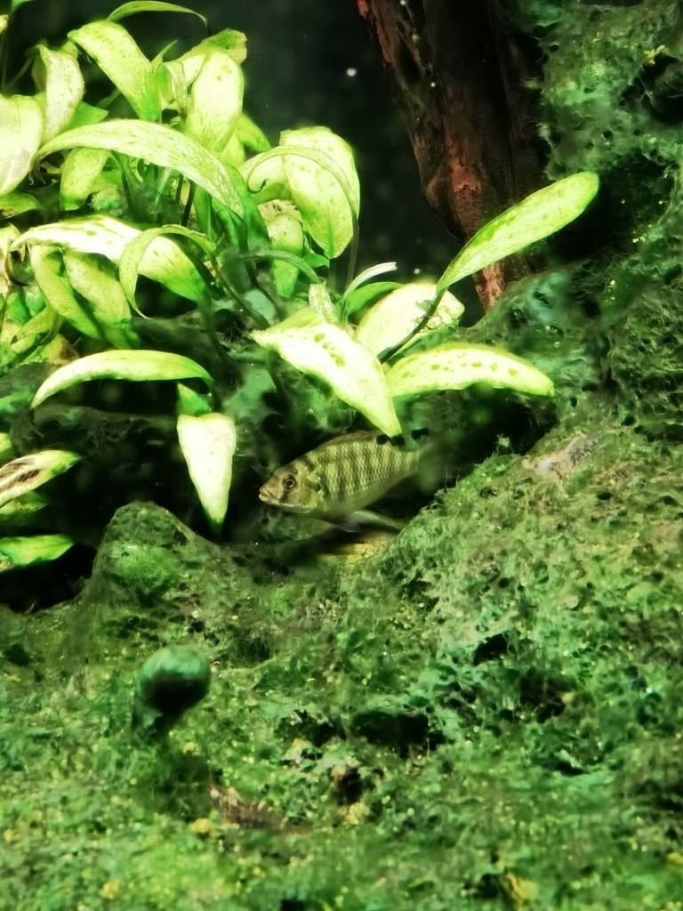 河里抓的 河里抓的 龍魚論壇 第2張