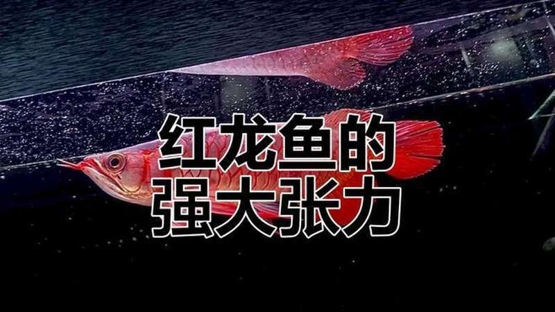 給我推薦一些深海紅龍魚的視頻資源