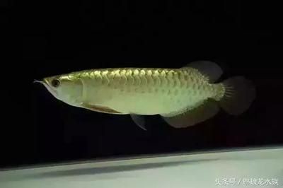 龍魚年齡和體長對比：龍魚年齡和體長對比，