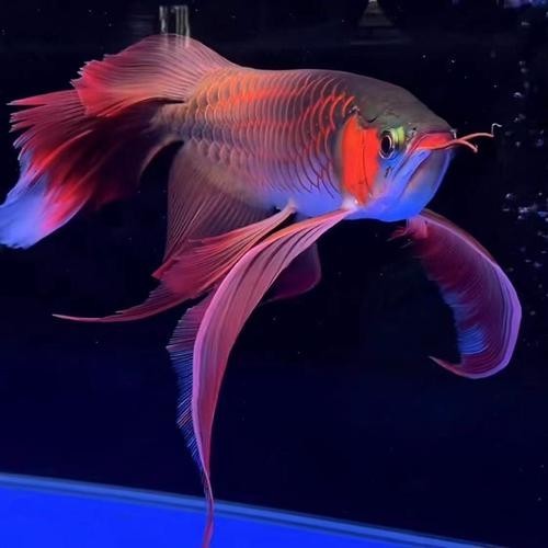銀龍魚和紅龍魚能混養嗎圖片