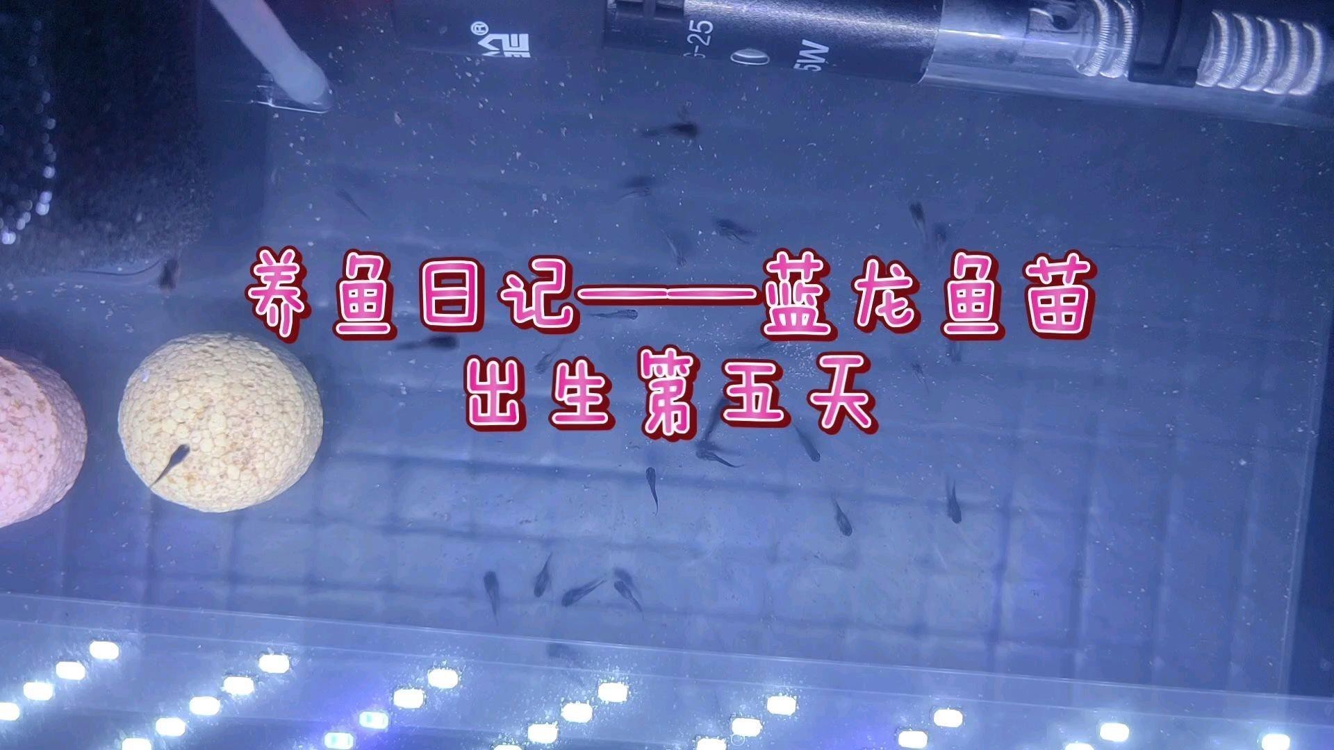 如何獲取藍龍寶寶和紅龍寶寶？