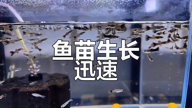 如何獲取藍龍寶寶和紅龍寶寶？