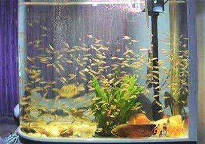 魚缸的形狀對家居風(fēng)水有影響：風(fēng)水魚缸的形狀對家居風(fēng)水有著一定的影響