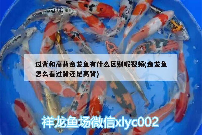 銀龍魚嘴壞了怎么辦（銀龍魚嘴頭爛圖片）