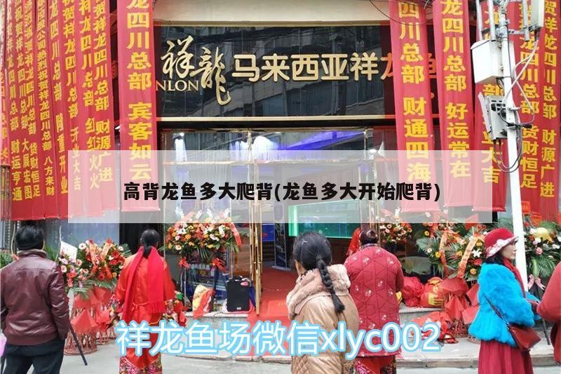銀龍魚嘴壞了怎么辦（銀龍魚嘴頭爛圖片）