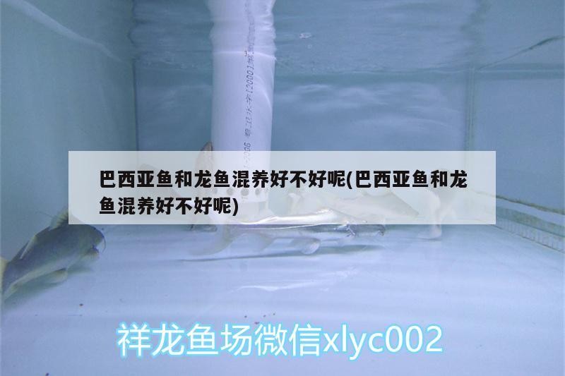 銀龍魚圖片 金龍魚 銀龍魚價格多少錢一條圖片 銀龍魚圖片 金龍魚 銀龍魚價格多少錢一條圖片 銀龍魚百科 第3張