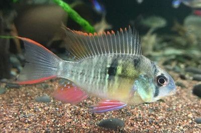 魚缸水質管理的全面指南：魚缸換水的全面指南 魚缸水質管理的全面指南：魚缸換水的全面指南 魚缸百科 第1張
