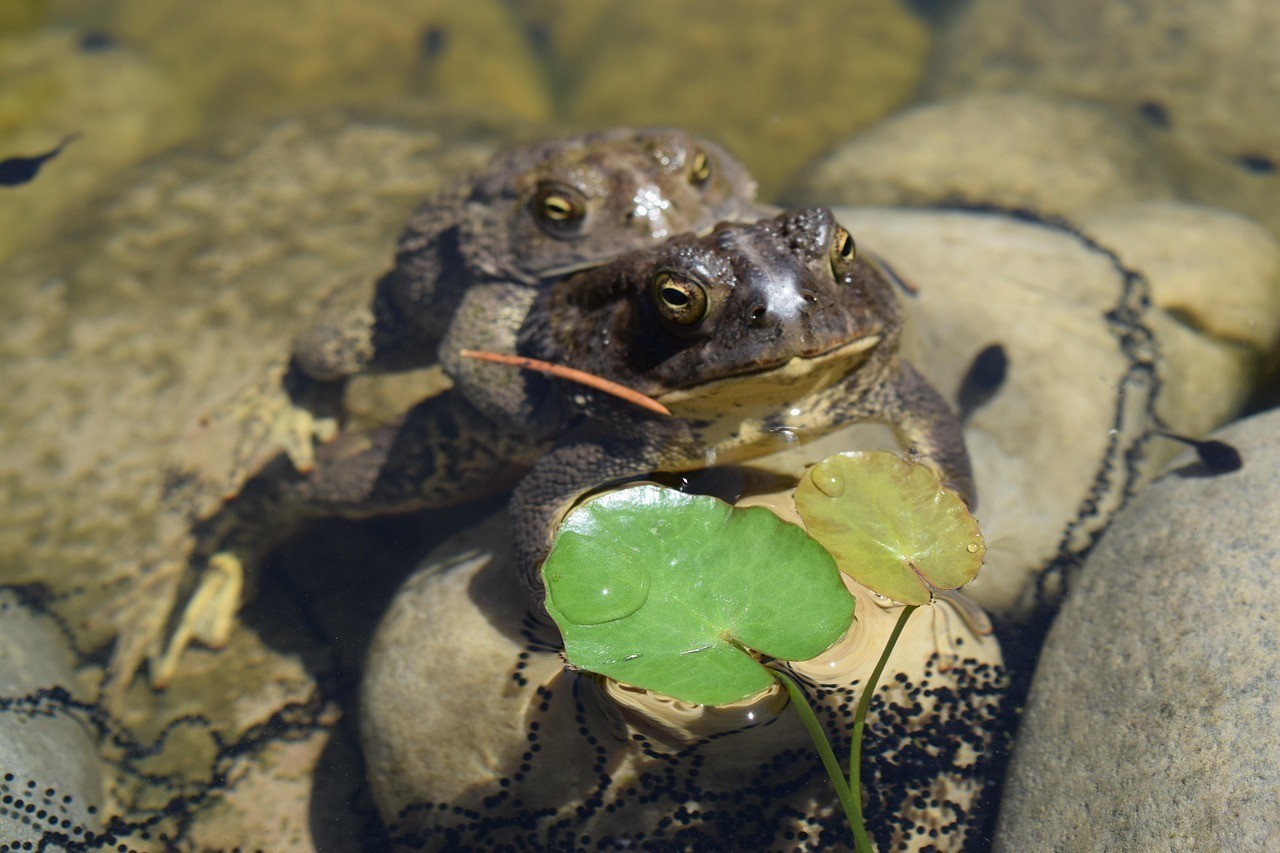 石狗和筍魚