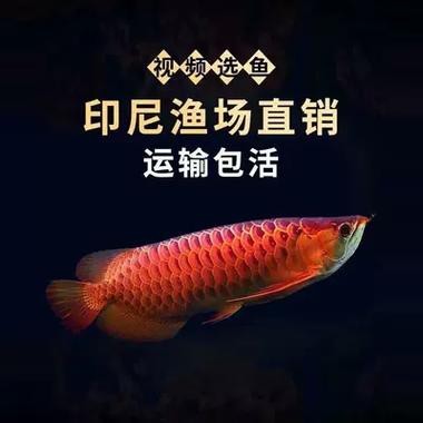 血紅金龍魚(yú)圖片大全欣賞