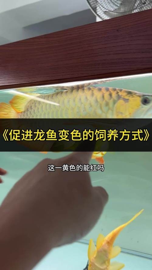 如何區(qū)分橙紅龍魚和紅龍魚？