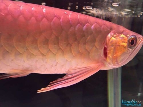 如何區(qū)分橙紅龍魚和紅龍魚？