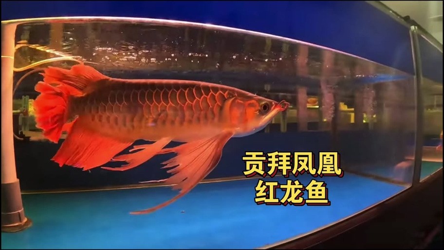 如何判斷鳳凰紅龍魚的品質