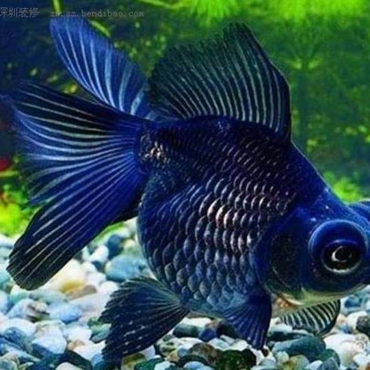 藍色的龍魚叫什么魚