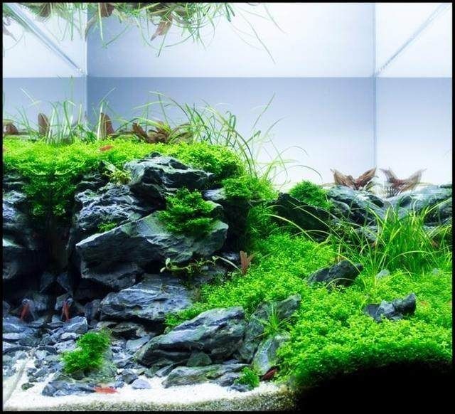 戶外魚缸冬季如何養護？：戶外魚缸冬季養護水草的建議和推薦水草的建議和推薦
