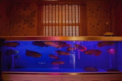 龍魚真的可以擋災(zāi)嗎圖片高清:龍魚死亡的科學(xué)解釋 龍魚百科 第1張 龍魚真的可以擋災(zāi)嗎圖片高清:龍魚死亡的科學(xué)解釋 龍魚真的可以擋災(zāi)嗎圖片高清:龍魚死亡的科學(xué)解釋 龍魚百科 第1張