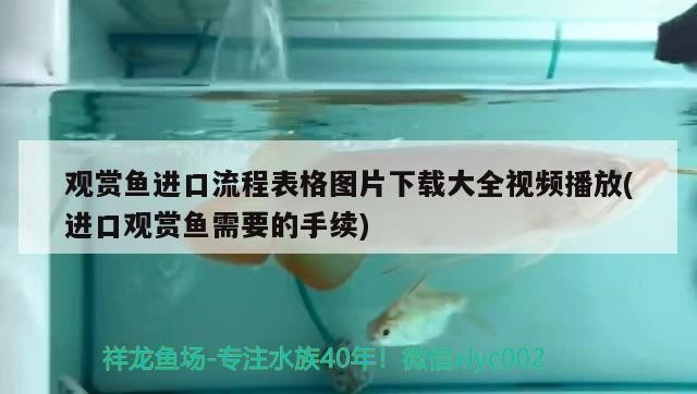 銀龍魚和什么魚混養搭配，銀龍魚和什么魚混養好
