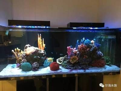 淡水魚缸養(yǎng)珊瑚能養(yǎng)珊瑚的注意事項(xiàng)和注意事項(xiàng)：淡水魚缸養(yǎng)珊瑚養(yǎng)殖珊瑚的注意事項(xiàng)和注意事項(xiàng)